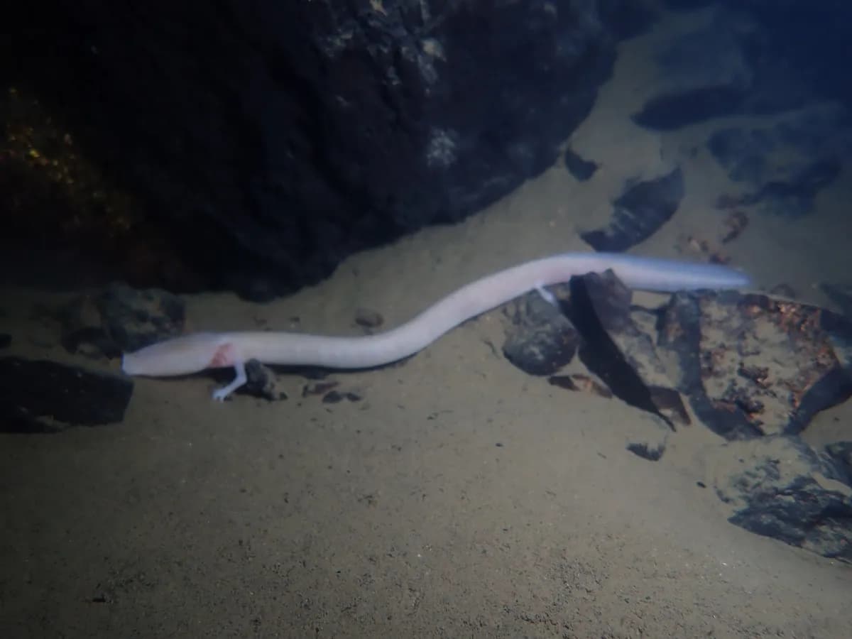 Čovječija ribica (Proteus anguinus), bijeli vodozemac podzemnih voda