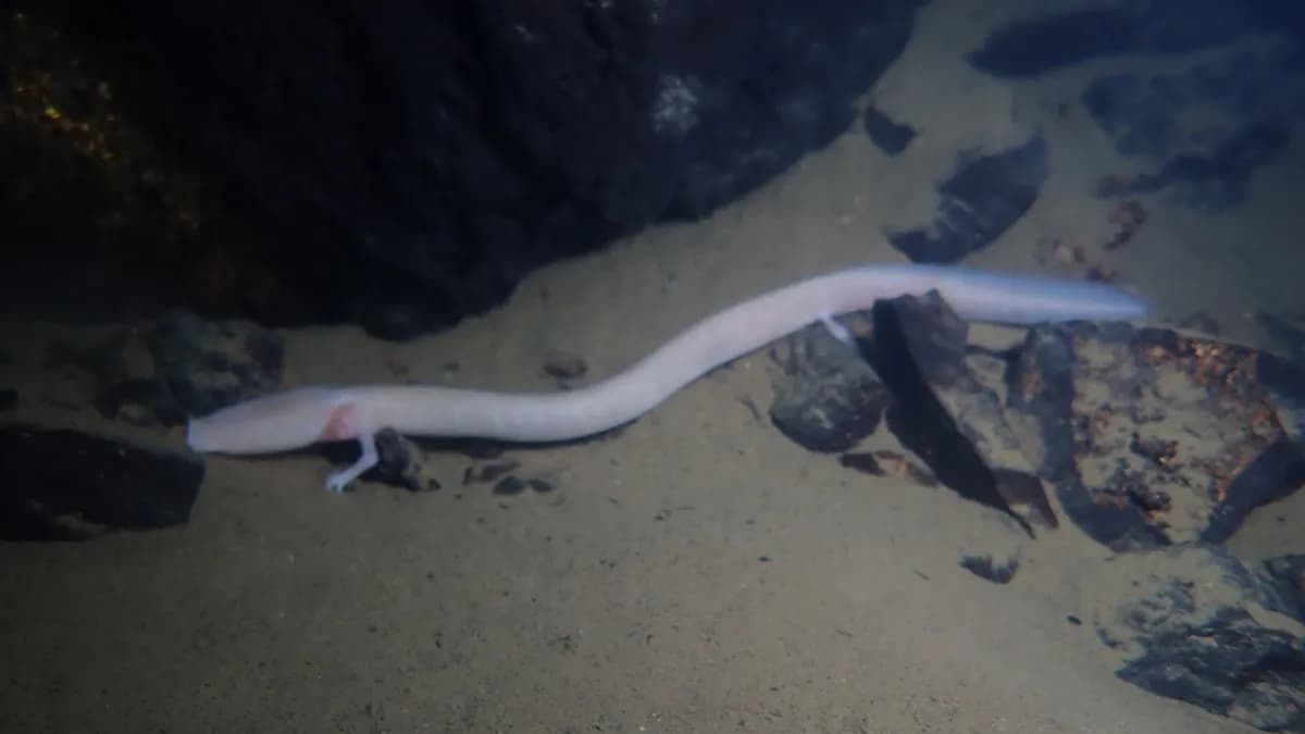 Čovječija ribica (Proteus anguinus), bijeli vodozemac podzemnih voda