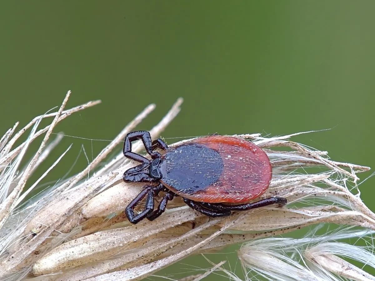 Krpelj (Ixodes ricinus) na suhoj travi