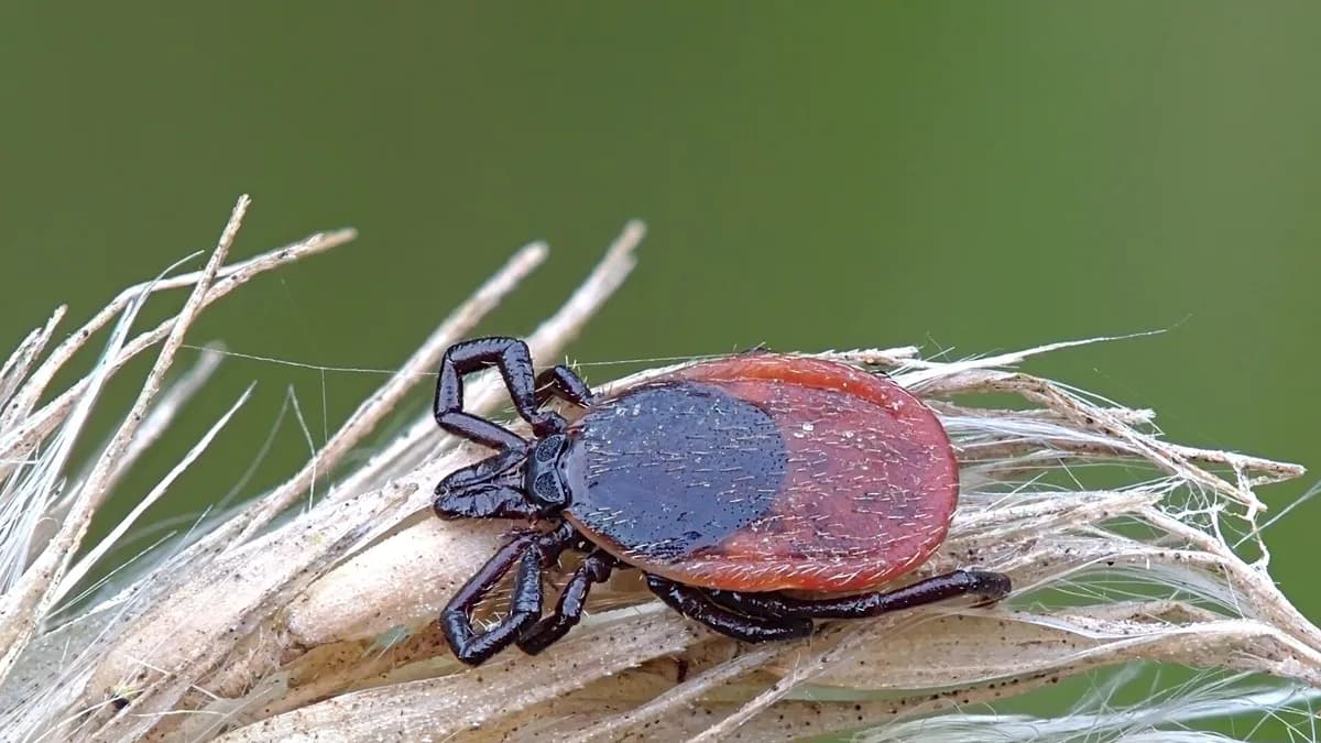 Krpelj (Ixodes ricinus) na suhoj travi