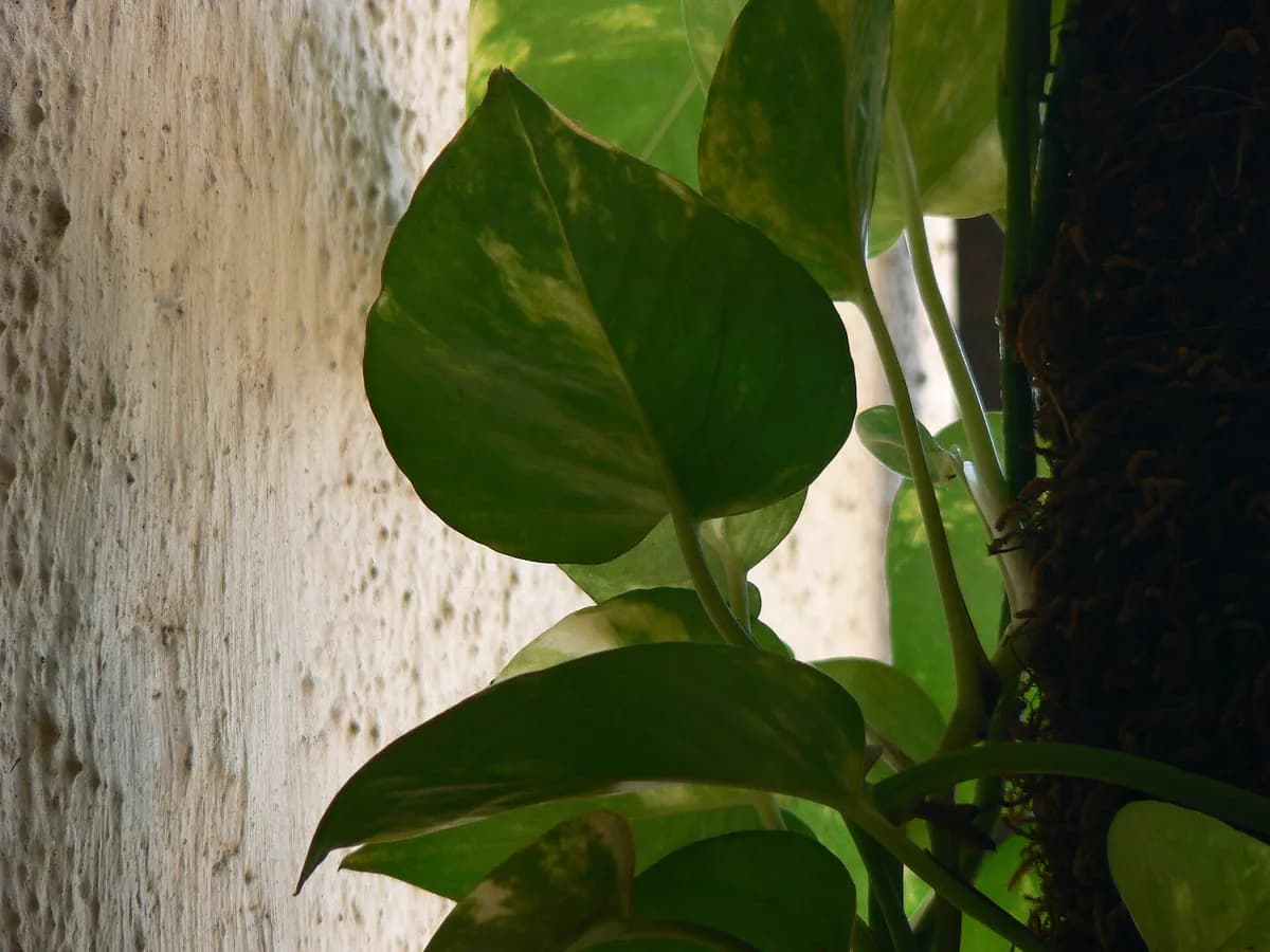 Listovi zlatnog potosa (Epipremnum aureum), sobne biljke koja podnosi slabije svjetlo