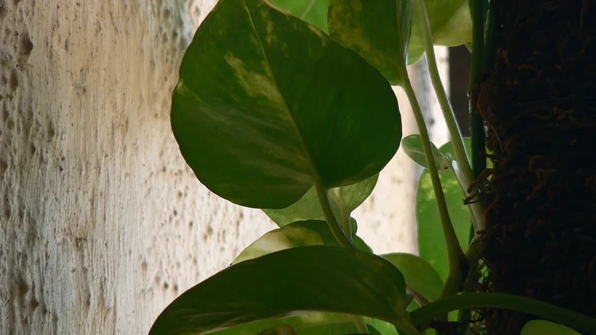 Listovi zlatnog potosa (Epipremnum aureum), sobne biljke koja podnosi slabije svjetlo