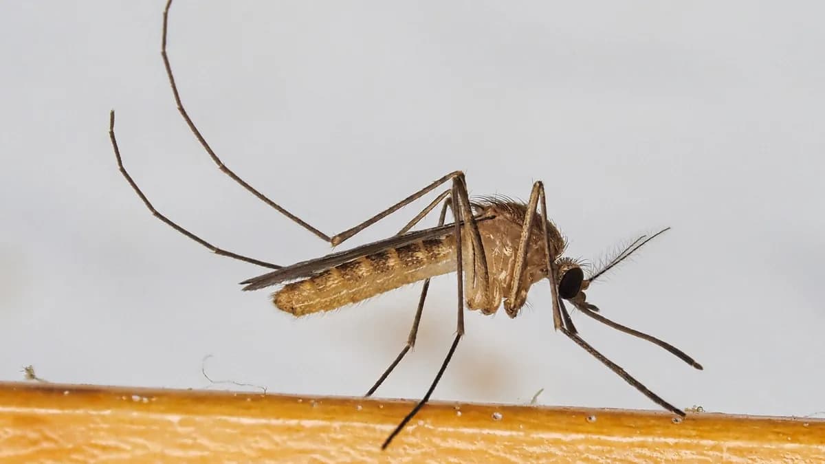 Ilustracija: obični kućni komarac (Culex pipiens), vrsta koja prenosi virus Zapadnog Nila.