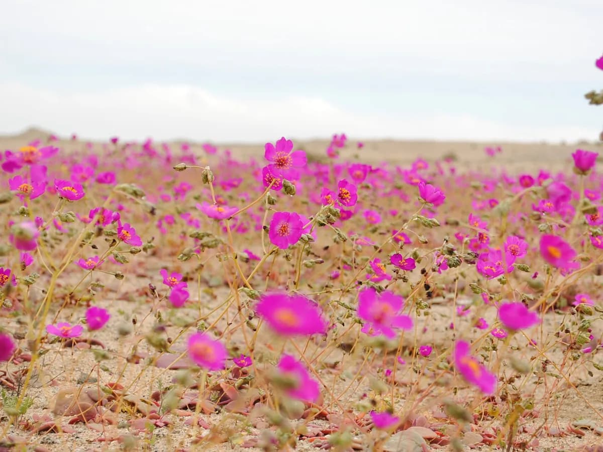 Arhivska fotografija: rascvjetana pustinja (Desierto florido) kod Barranquille u čileanskoj regiji Atacama 2010. godine.