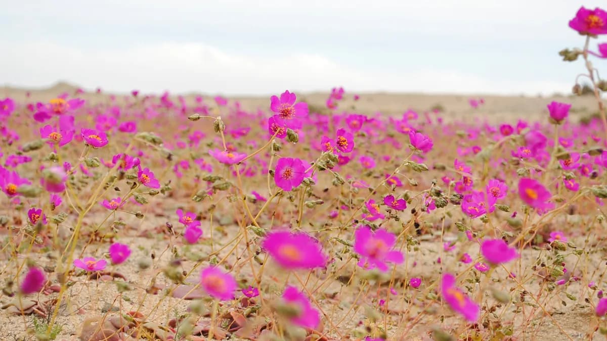 Arhivska fotografija: rascvjetana pustinja (Desierto florido) kod Barranquille u čileanskoj regiji Atacama 2010. godine.