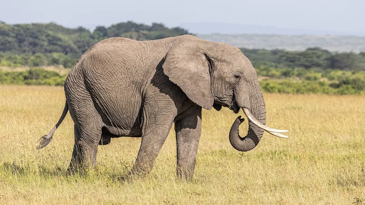 Ilustracija: afrički savanski slon u rezervatu Masai Mara u Keniji.