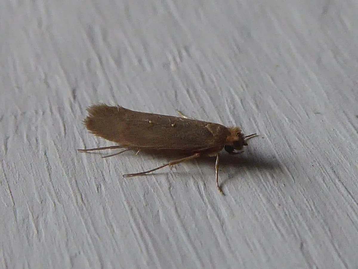 Moljac odjeće (Tineola bisselliella)