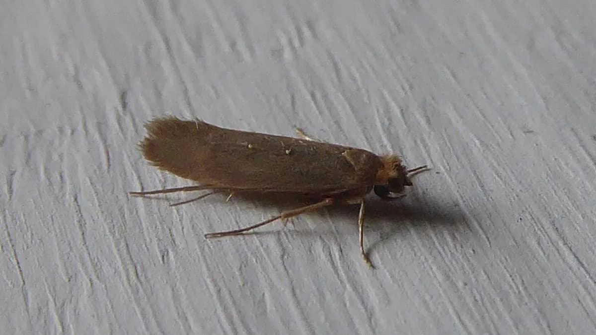 Moljac odjeće (Tineola bisselliella)