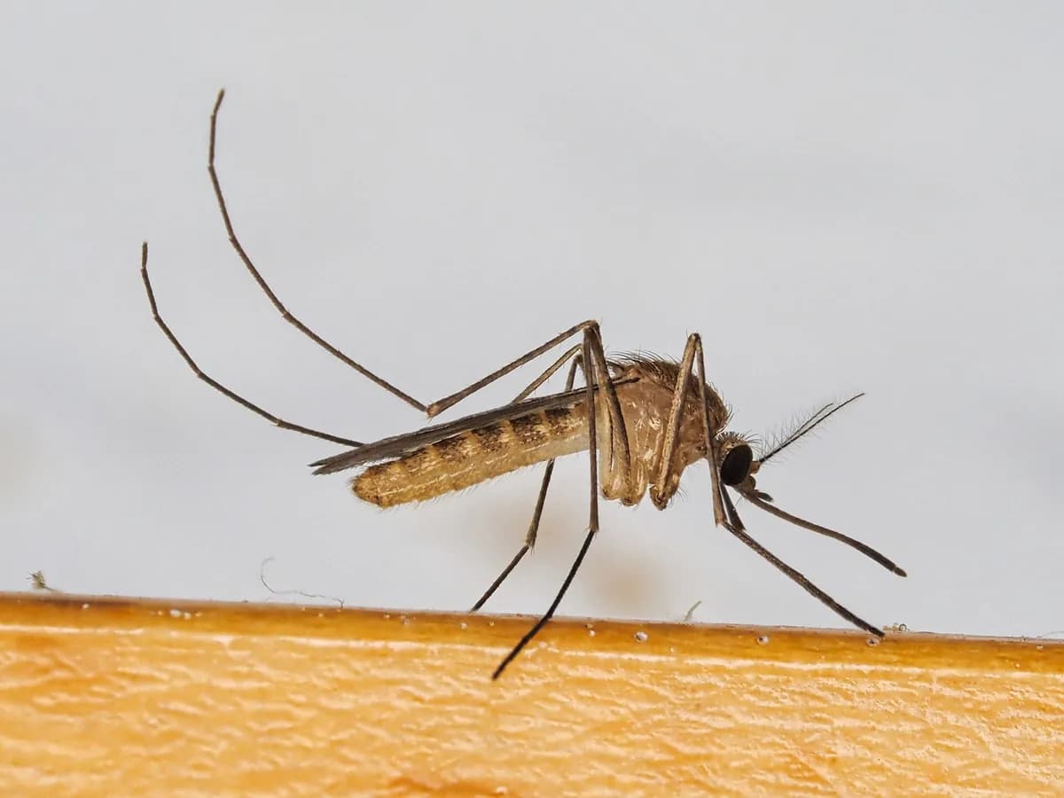 Ilustracija: obični kućni komarac (Culex pipiens), vrsta koja prenosi virus Zapadnog Nila.