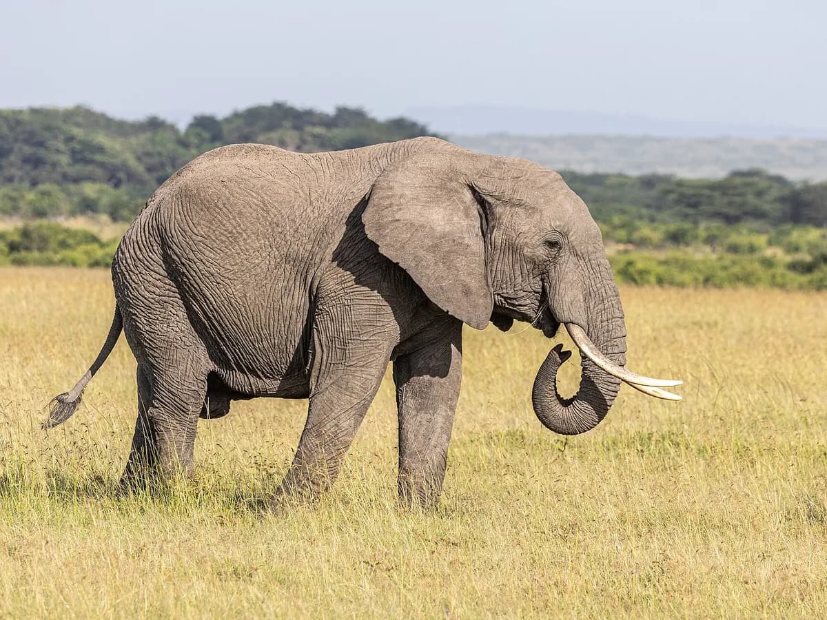 Ilustracija: afrički savanski slon u rezervatu Masai Mara u Keniji.